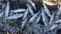 Dead fish in the Bay Area, California