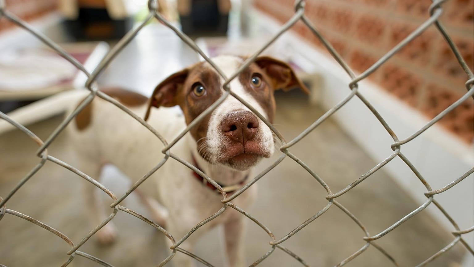 A dog behind a wire fence in an animal shelter