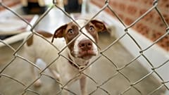 A dog behind a wire fence in an animal shelter