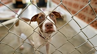 A dog behind a wire fence in an animal shelter