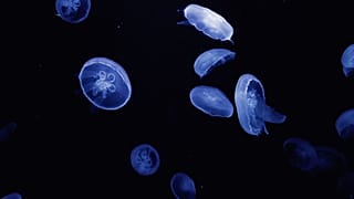گونه‌ای از عروس دریایی