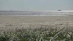 Wattenmeer der Nordsee