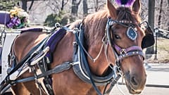 A bill proposes replacing horses with e-carriages by June 2024.