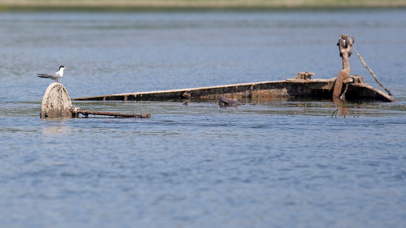 Bird perched on a wreckage