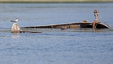 Bird perched on a wreckage