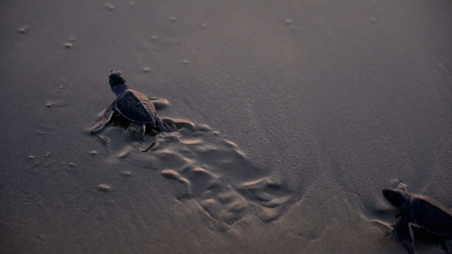Newly-hatched sea turtle making its way to the sea after its release