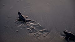 Newly-hatched sea turtle making its way to the sea after its release