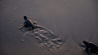 Newly-hatched sea turtle making its way to the sea after its release