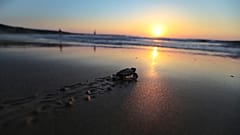 Una tortuga recién nacida se dirige al mar