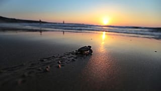 Una tortuga recién nacida se dirige al mar