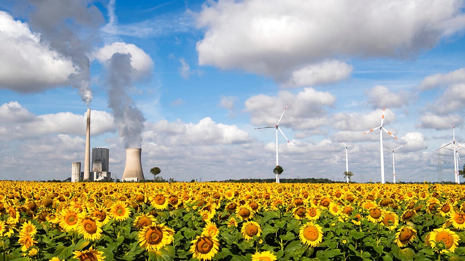 A field of sunflowers is within sight of the Mehrum coal-fired power station, wind turbines and high-voltage lines in Mehrum, Germany, Monday, Aug. 3, 2020.