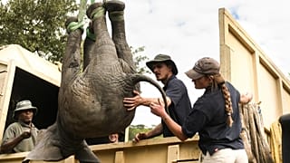An elephant is hoisted into a transport vehicle at the Liwonde National Park, Malawi. In neighbouring Zimbabwe, National Parks is moving more than 2,500 wild animals.