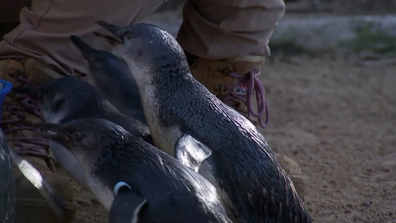 گوردون، پنگوئن پیر باغ وحش آدلاید هنگام ناهار