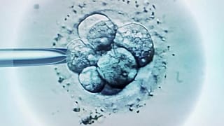 IVF