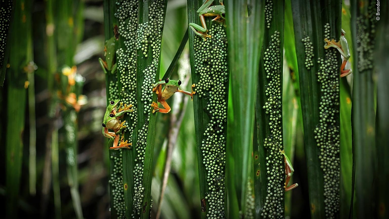 These photos are among those shortlisted for 2022's Wildlife Photographer of the Year competition. 