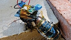 The cyborg cockroach with its special backpack