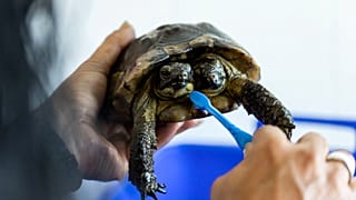 Janus was bathed and scrubbed ahead of his birthday celebrations