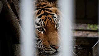 A tiger looks through bars at a zoo in Mariupol, eastern Ukraine.