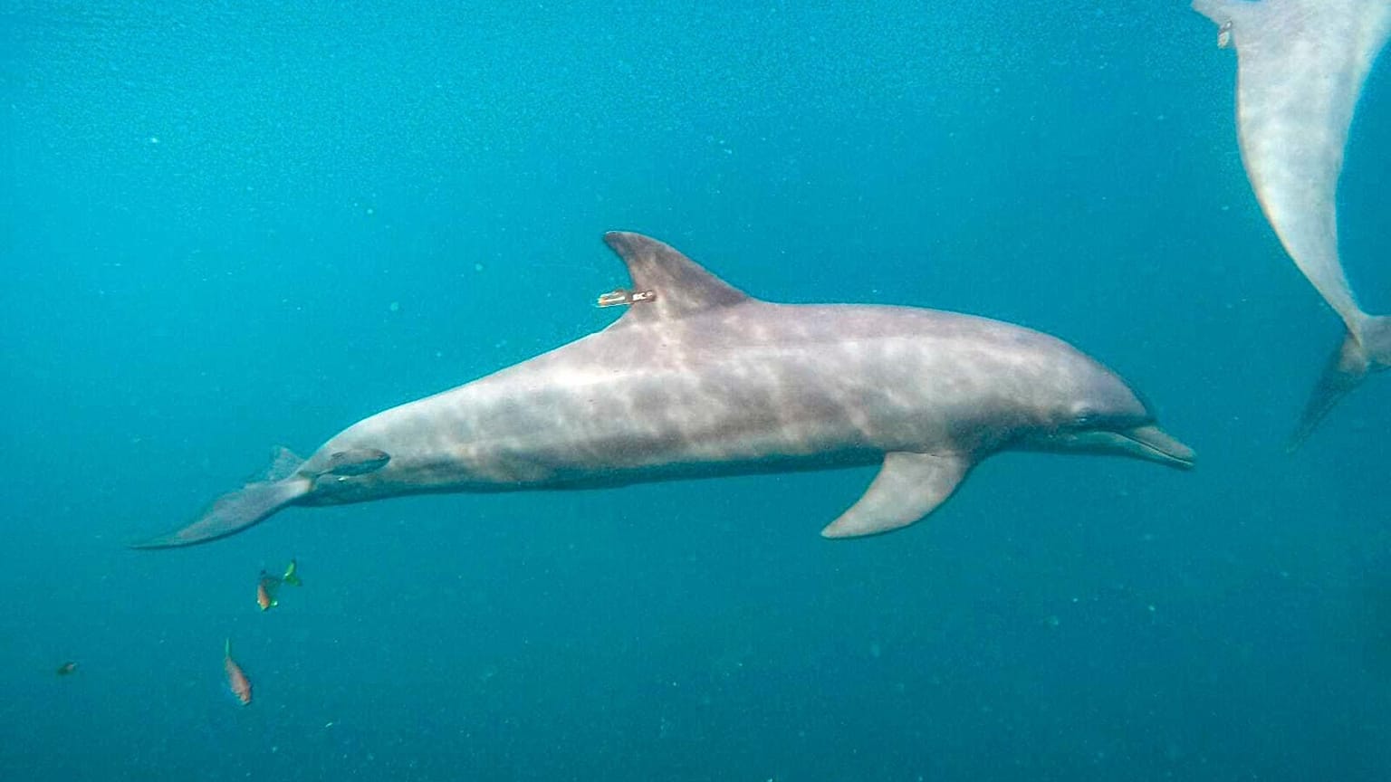 Rocky with GPS tag attached swims at the Umah Lumba Rehabilitation, Release and Retirement Center in Banyuwedang Bay, West Bali, Indonesia