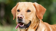 According to a study by Australian and New Zealand scientists, specially-trained dogs can detect invasive carp 