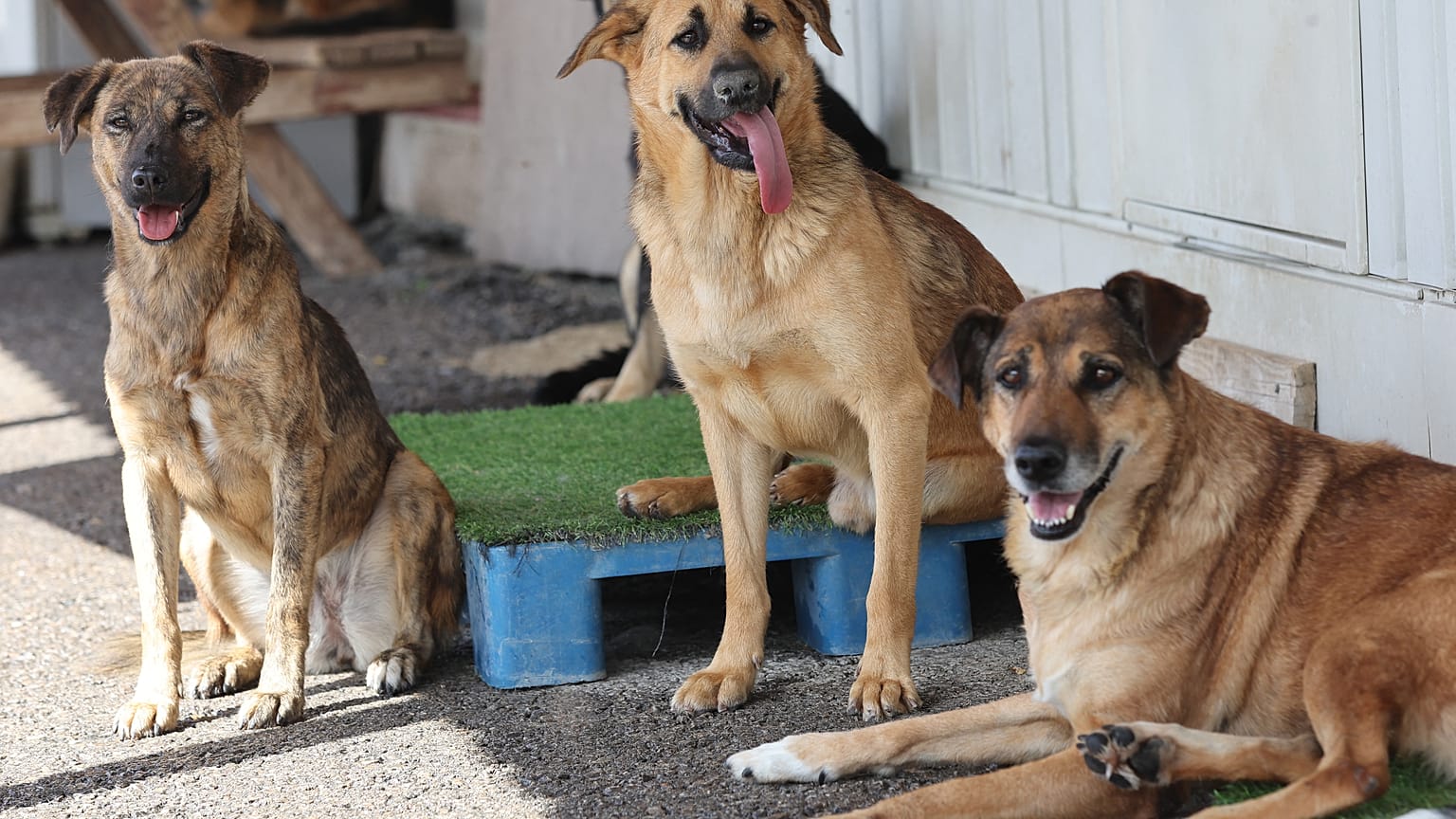 Türkiye'deki sokak köpekleri
