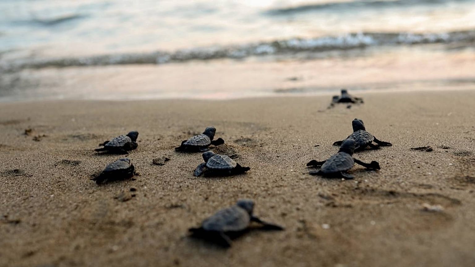 Caretta caretta kaplumbağa yavruları yaklaşık 20-25 sene sonra doğdukları bölgeye geri dönüp yumurtalarını bırakmasıyla biliniyor.