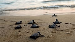 Caretta caretta kaplumbağa yavruları yaklaşık 20-25 sene sonra doğdukları bölgeye geri dönüp yumurtalarını bırakmasıyla biliniyor.
