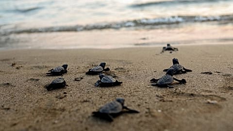 Caretta caretta kaplumbağa yavruları yaklaşık 20-25 sene sonra doğdukları bölgeye geri dönüp yumurtalarını bırakmasıyla biliniyor.