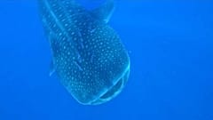 Walhai im Atlantik vor den Azoren