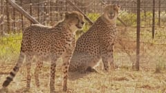 As chitas são conhecidas por serem os mamíferos terrestres mais rápidos do mundo.