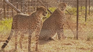 As chitas são conhecidas por serem os mamíferos terrestres mais rápidos do mundo.