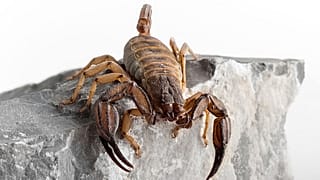 Iurus dekanum