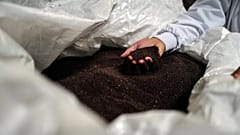 A mostarda é de Dijon, mas os grãos vêm, em maioria, do Canadá.
