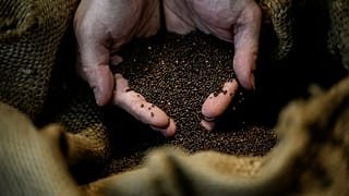 Коричневые семена для производства дижонской горчицы.