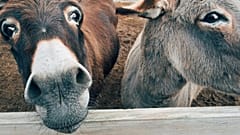 Nigeria relies on donkeys work animals - but they are threatened by trafficking.