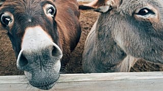 Nigeria relies on donkeys work animals - but they are threatened by trafficking.