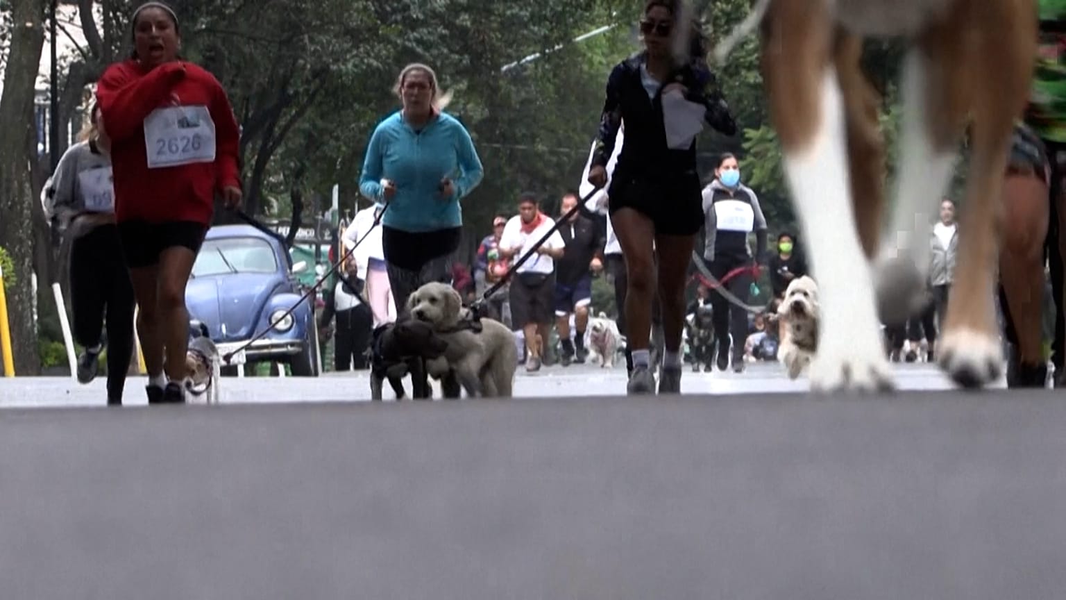 Dogs running a marathon.