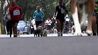 Marathon "Doggies on the run" in Mexiko-Stadt