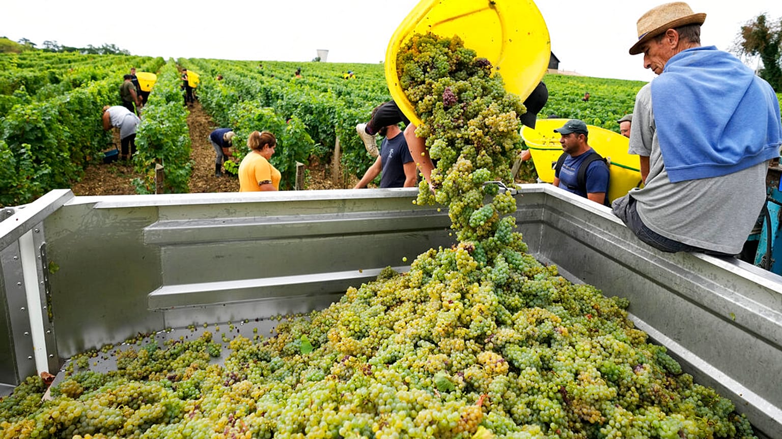Workers collect white grapes of sauvignon in the Grand Cru Classe de Graves of the Château Carbonnieux, in Pessac Leognan, south of Bordeaux, southwestern France, August