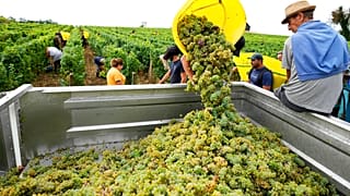 Workers collect white grapes of sauvignon in the Grand Cru Classe de Graves of the Château Carbonnieux, in Pessac Leognan, south of Bordeaux, southwestern France, August