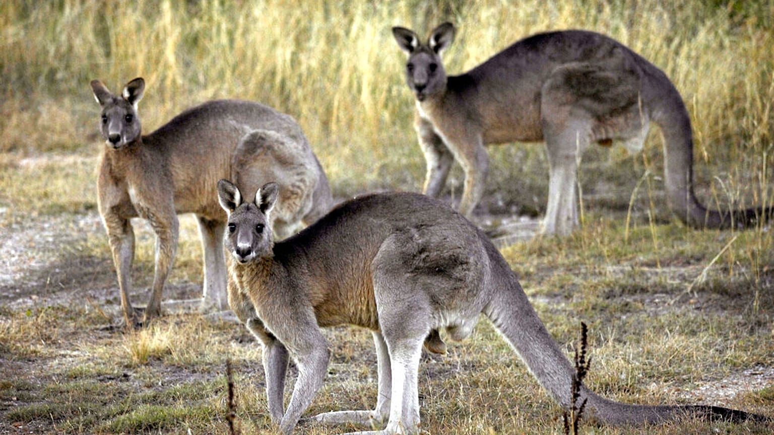 In Australien gibt es so viele Kängurus, dass sie zum Abschuss freigegeben werden