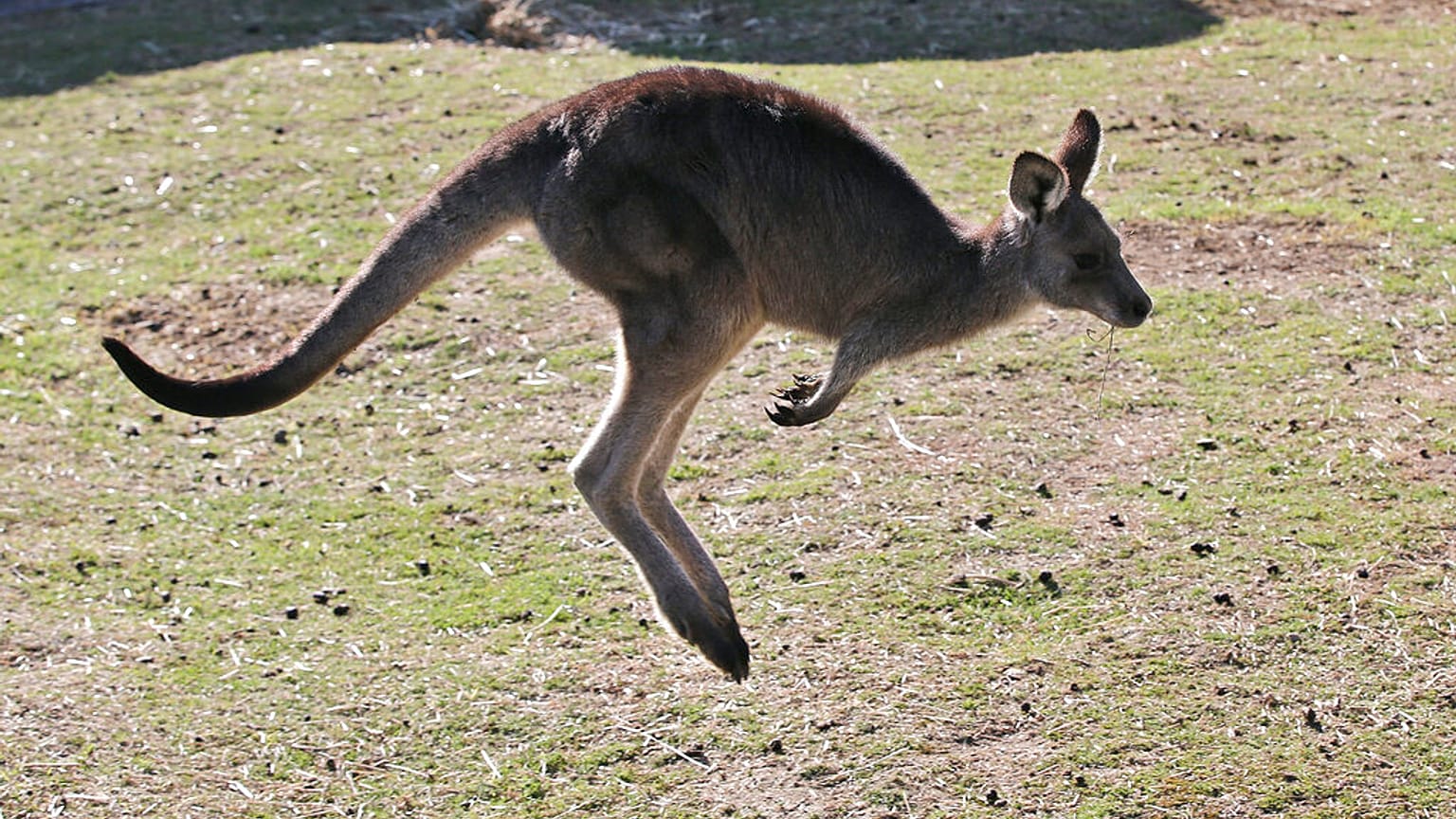 Känguru in Australien 
