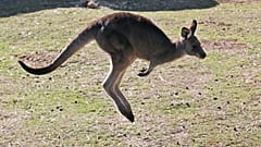 Känguru in Australien 