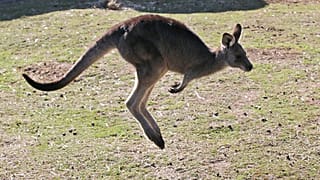 Känguru in Australien 