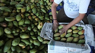 Des mangues emballées dans une exploitation.