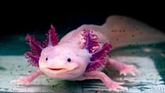  The Axolotl salamander, native to Mexico, are unusual among amphibians in that they reach adulthood without undergoing metamorphosis and taking to the land.