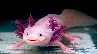 The Axolotl salamander, native to Mexico, are unusual among amphibians in that they reach adulthood without undergoing metamorphosis and taking to the land.