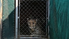 Gepard in Transportkiste