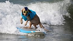 Um cão surfista na crista da onda