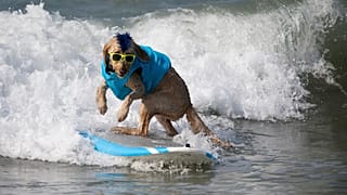 Um cão surfista na crista da onda